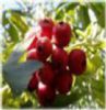 Hawthorn Berry P.E.